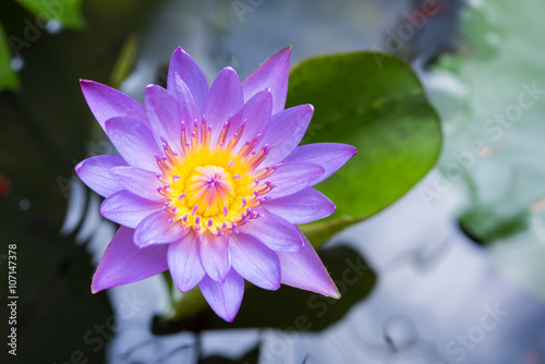 image of water lily or a lotus flower