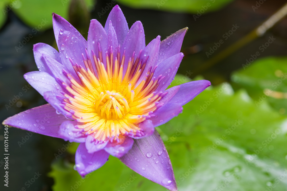 image of water lily or a lotus flower image of water lily or a lotus flower