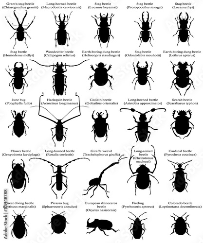 Collection of silhouettes of different species of beetles and bugs © Viktoria