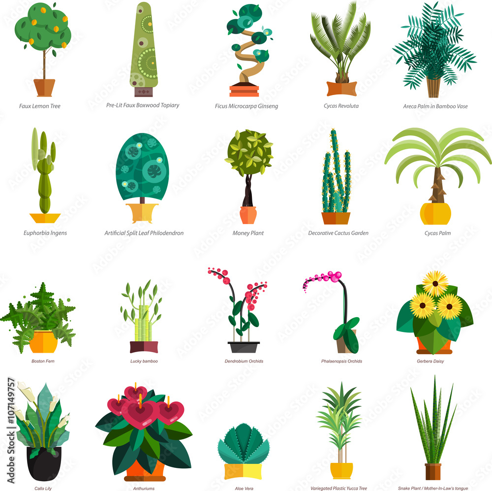 Vector Set of indoor tree home plants in pots. Illustration Vector Set of indoor tree home plants in pots. Illustration