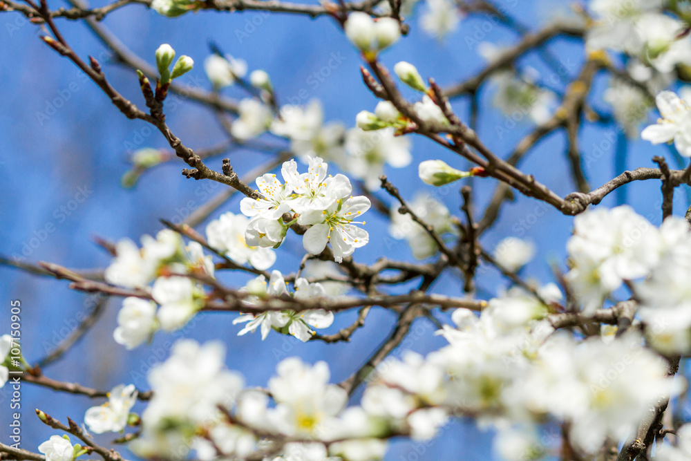 branch of a blossoming tree with beautiful white flowers branch of a blossoming tree with beautiful white flowers