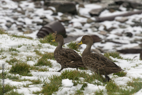 Canard à queue pointue de Geordie du Sud, Anas georgica georgica, Base Grytviken, Georgie du Sud photo