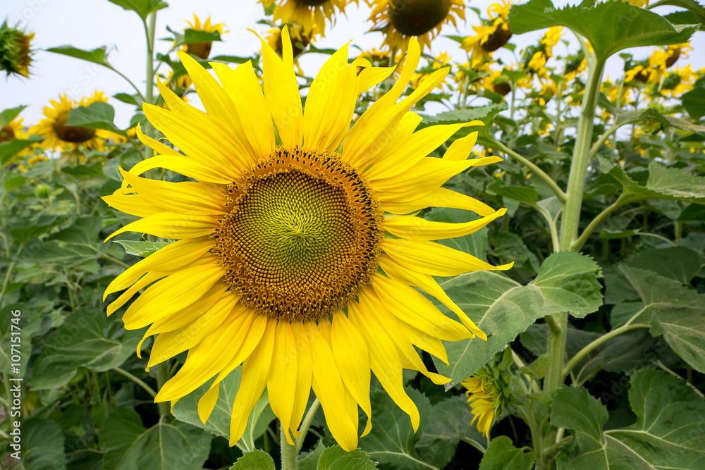 Obraz premium sunflower at field