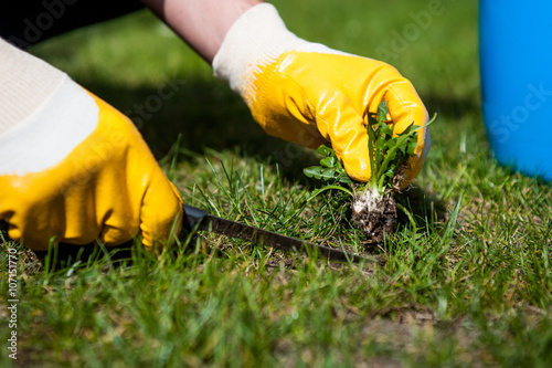 cutting out weeds / Man removes weeds from the lawn photo