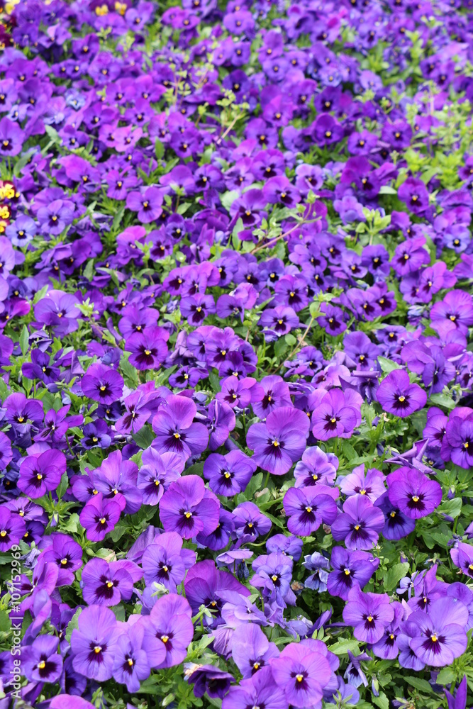 Naklejka premium パンジー
