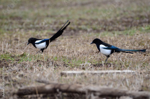 Southwest USA Beautiful Black-billed Magpies are black and white blue-green in the wing and tail. Mostly black with a white patch in the outer wing and two white stripes
