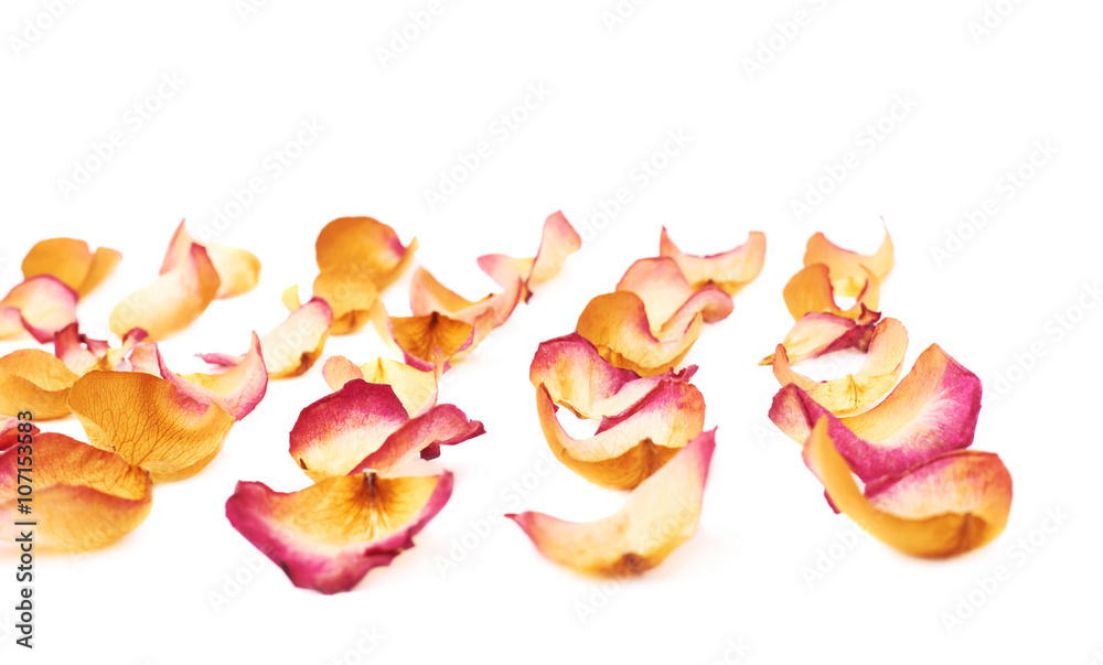 White surface covered with pink rose petals as a romantic background composition White surface covered with pink rose petals as a romantic background composition