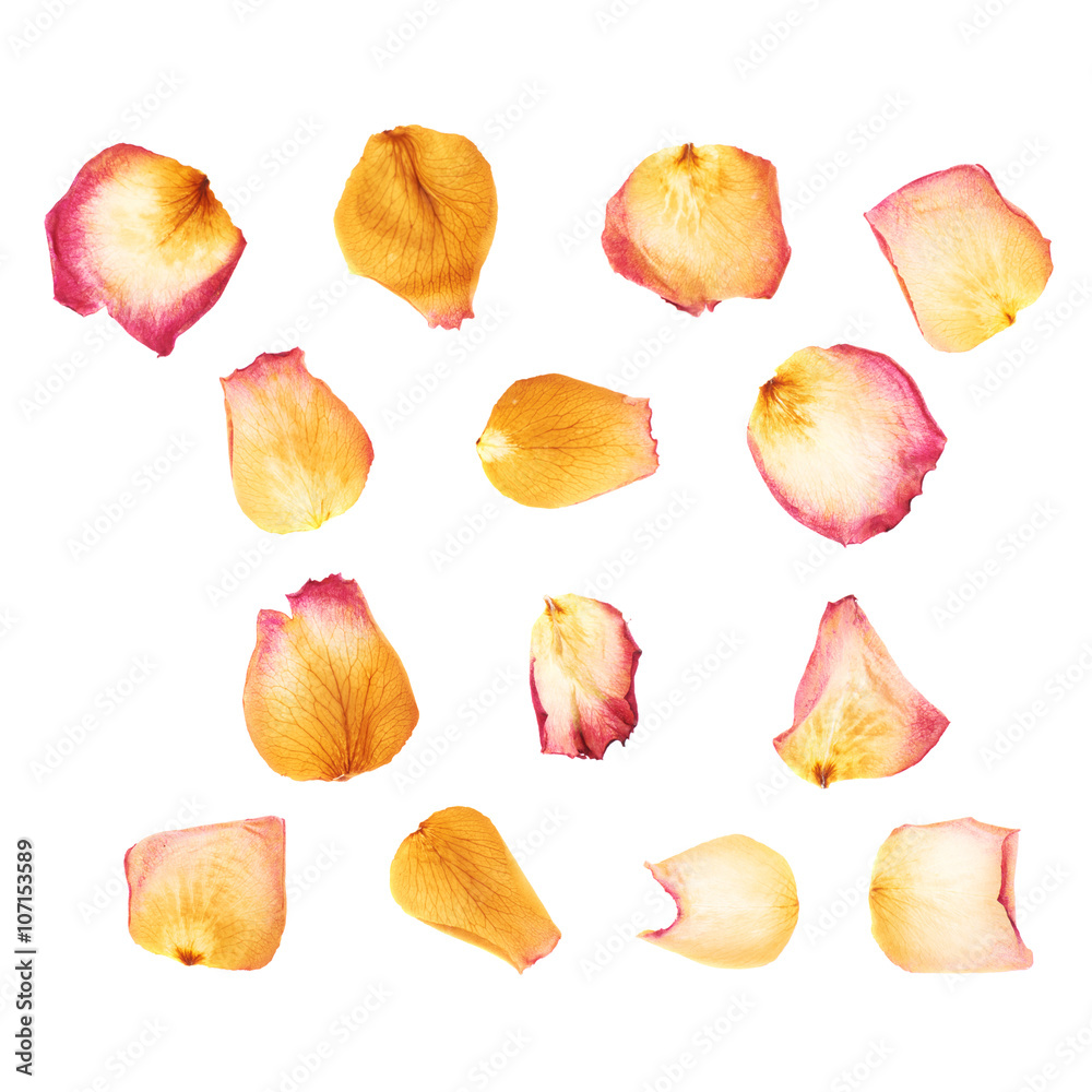Pink rose flower petals isolated over the white background