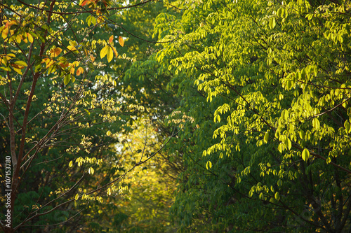 Golden hour light in the green forest, selective focus and very