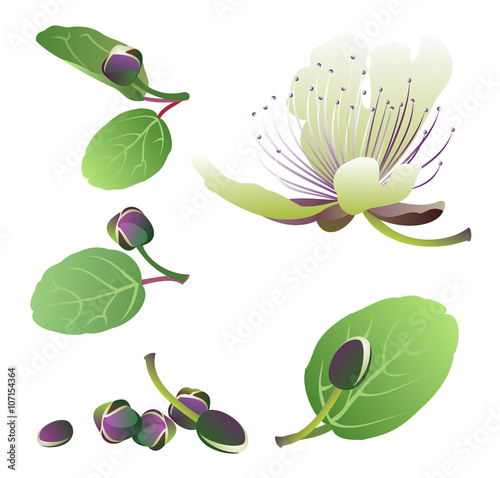 Capers (Capparis spinosa). Set of hand drawn vector objects (flower and buds). photo