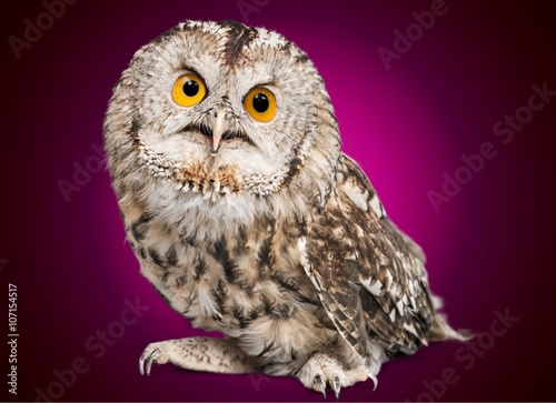 Owl. © BillionPhotos.com