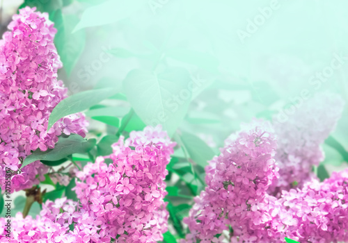 lilac pink blossom