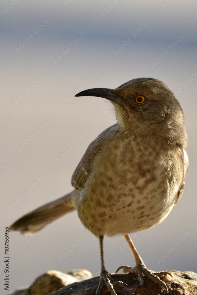 Fototapeta premium Southwest USA Beautiful Curve-billed Thrasher Bright yellow orange eyes, spots on chest and belly, Desert bird, it is a non-migratory species. 