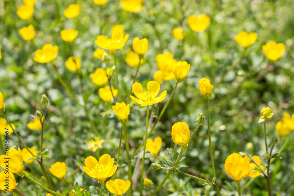 Yellow Buttercup flowers