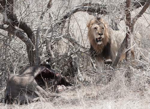 Lion With Buffalo Kill...Gurading his meal, this lion makes it clear that visitors are NOT welcome.  This beautiful lion was photographed in Kruger National Park in South Africa photo