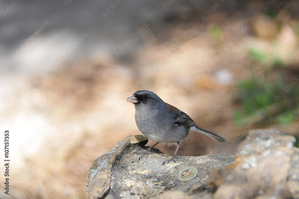 Southwest USA Beautiful Dark-eyed Junco is a medium-sized sparrow with a rounded head a short, stout bill and a fairly long, conspicuous tail. Southwest USA Beautiful Dark-eyed Junco is a medium-sized sparrow with a rounded head a short, stout bill and a fairly long, conspicuous tail.