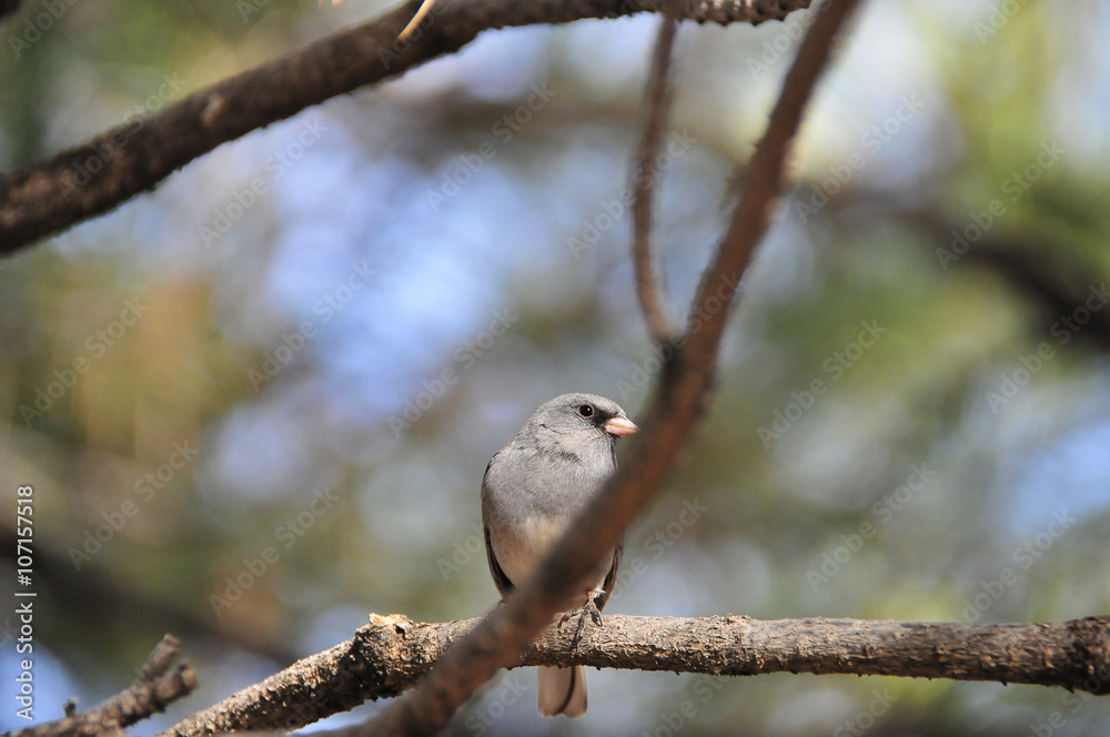 Southwest USA Beautiful Dark-eyed Junco is a medium-sized sparrow with a rounded head a short, stout bill and a fairly long, conspicuous tail. Southwest USA Beautiful Dark-eyed Junco is a medium-sized sparrow with a rounded head a short, stout bill and a fairly long, conspicuous tail.