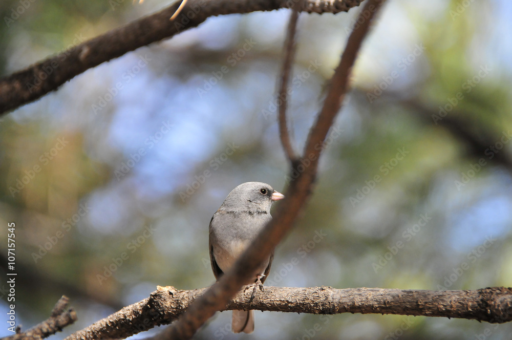 Southwest USA Beautiful Dark-eyed Junco is a medium-sized sparrow with a rounded head a short, stout bill and a fairly long, conspicuous tail. Southwest USA Beautiful Dark-eyed Junco is a medium-sized sparrow with a rounded head a short, stout bill and a fairly long, conspicuous tail.