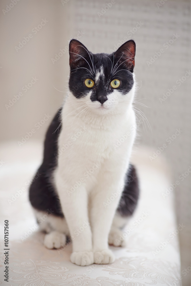 Cat of a black-and-white color