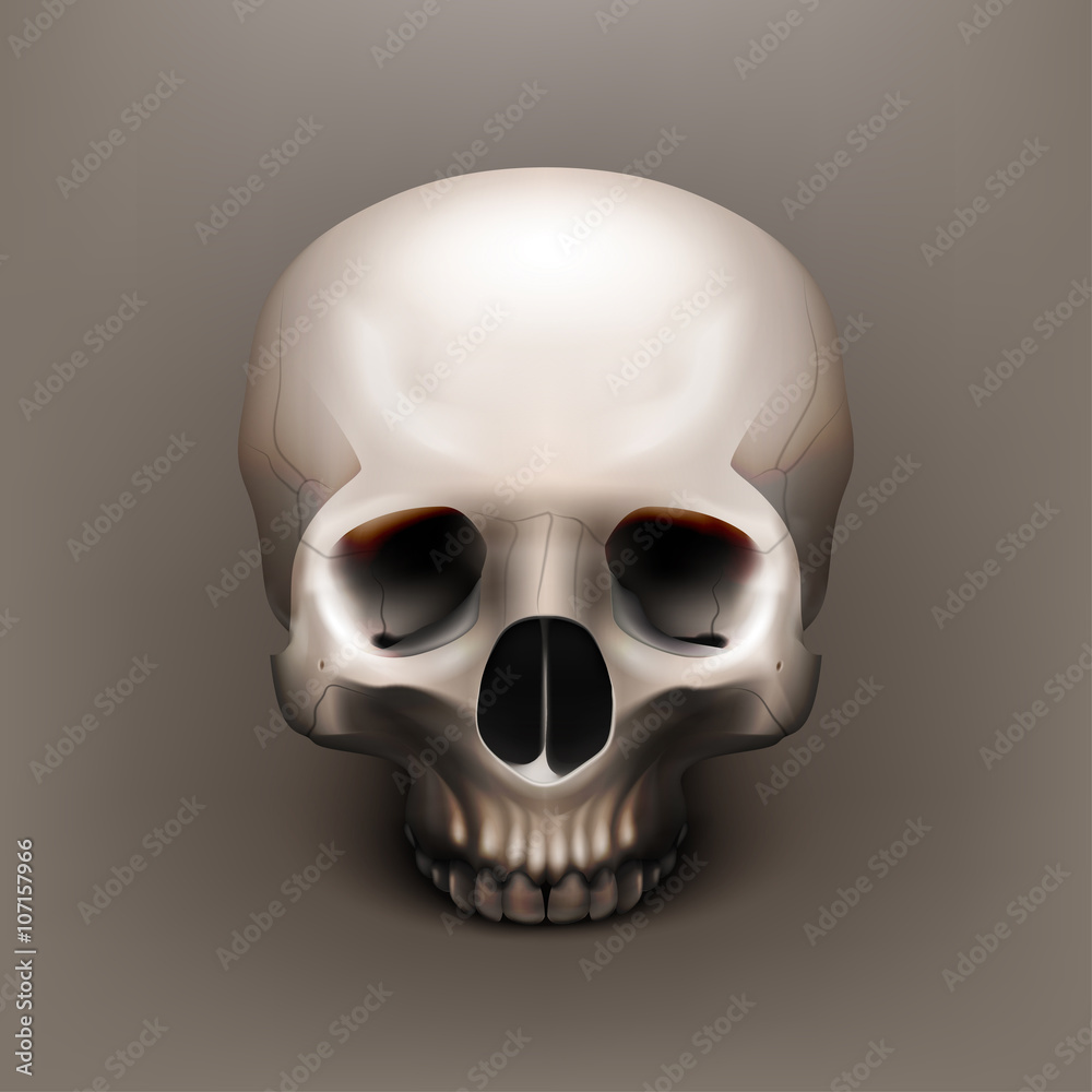 Obraz premium Vector illustration realistic skull. Human anatomy. EPS 10