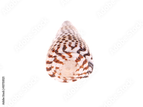 seashell on a white background