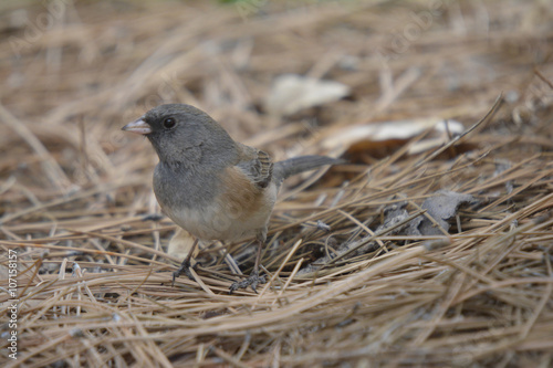 Southwest USA Beautiful Dark-eyed Junco is a medium-sized sparrow with a rounded head a short, stout bill and a fairly long, conspicuous tail.