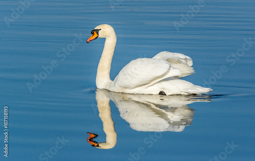 Fototapeta Naklejka Na Ścianę i Meble -  Mute swan