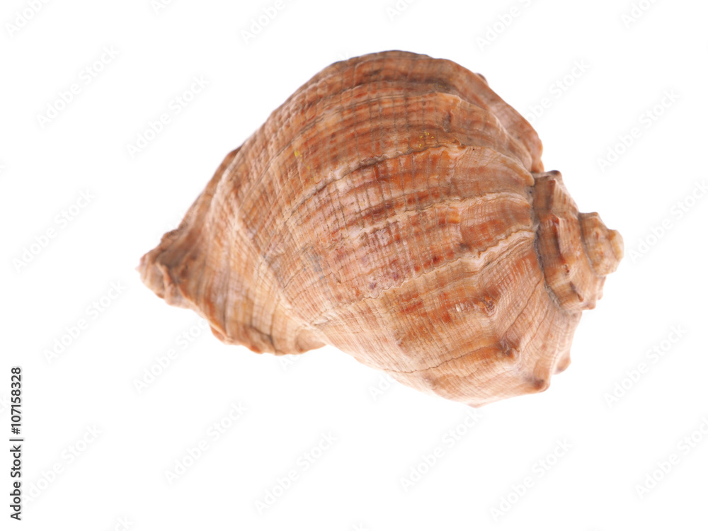 seashell on a white background