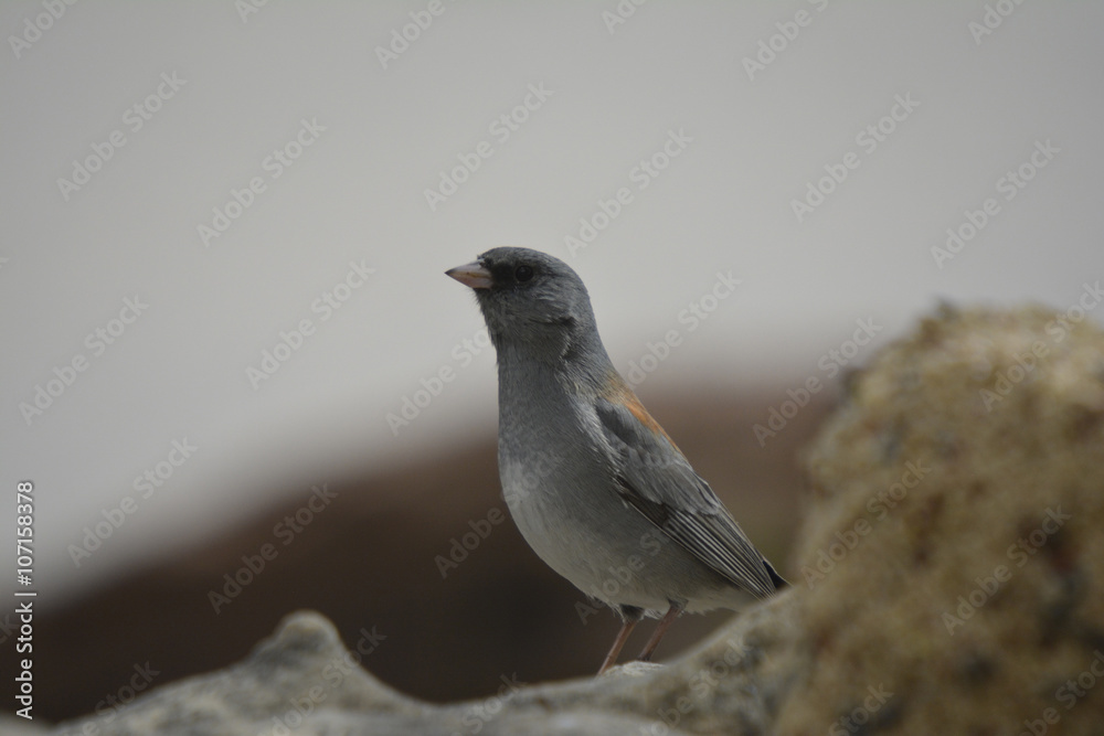 Southwest USA Beautiful Dark-eyed Junco is a medium-sized sparrow with a rounded head a short, stout bill and a fairly long, conspicuous tail. Southwest USA Beautiful Dark-eyed Junco is a medium-sized sparrow with a rounded head a short, stout bill and a fairly long, conspicuous tail.