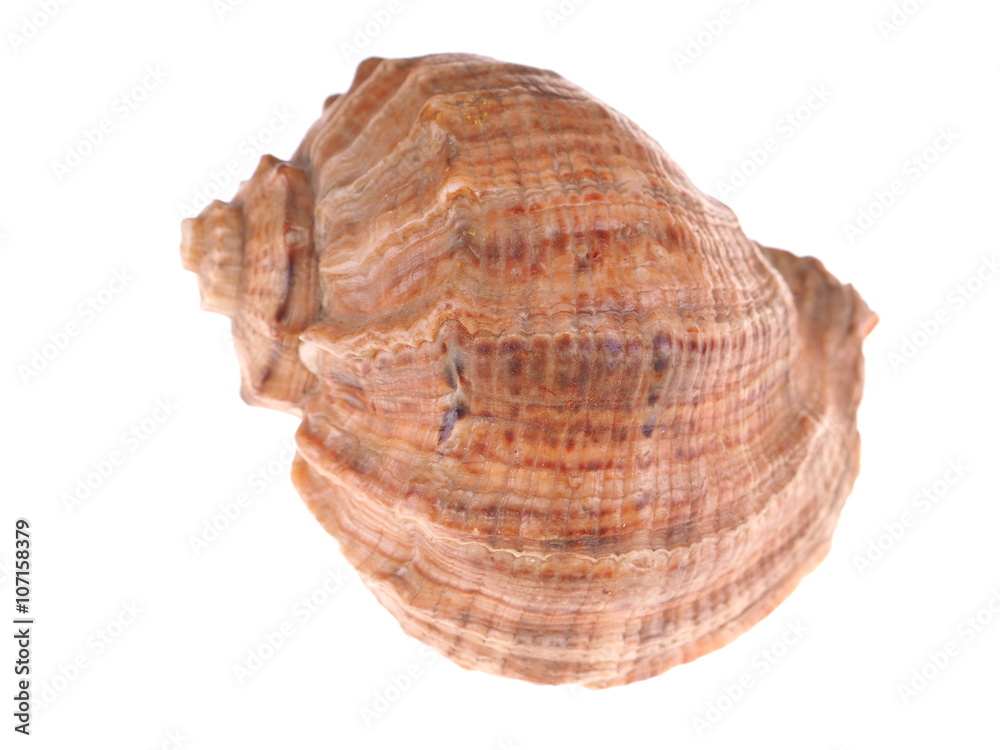 seashell on a white background seashell on a white background