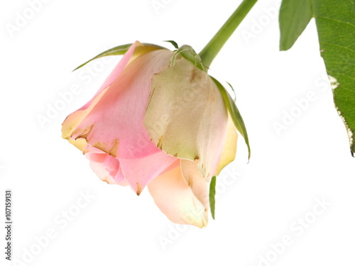 pink roses on a white background