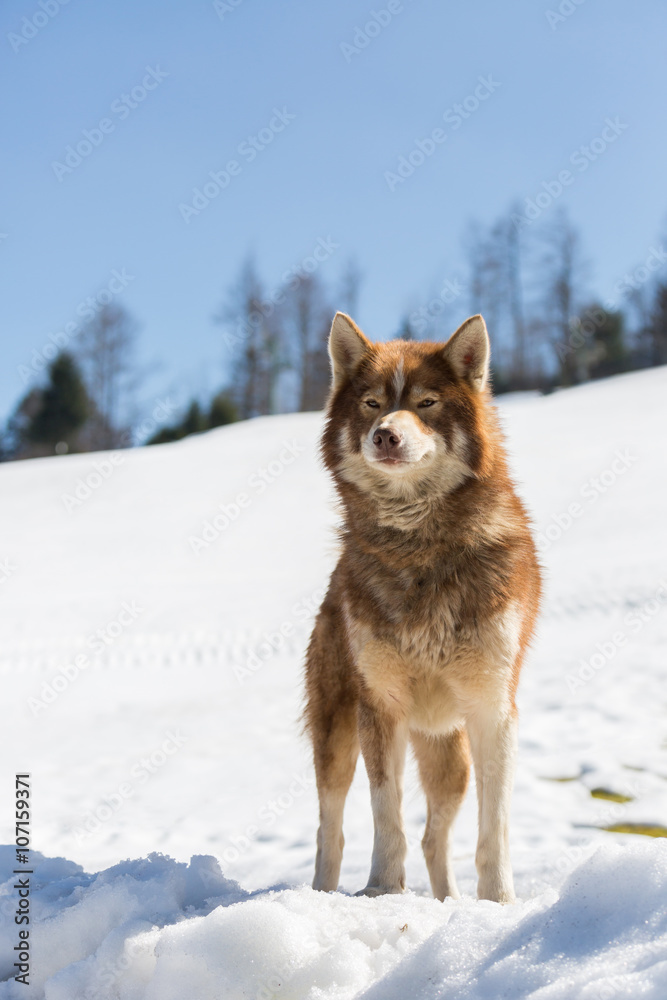 Naklejka premium Chien de traîneau