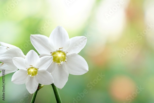 beautiful white flower on blur nature bokeh pastel background  © doucefleur