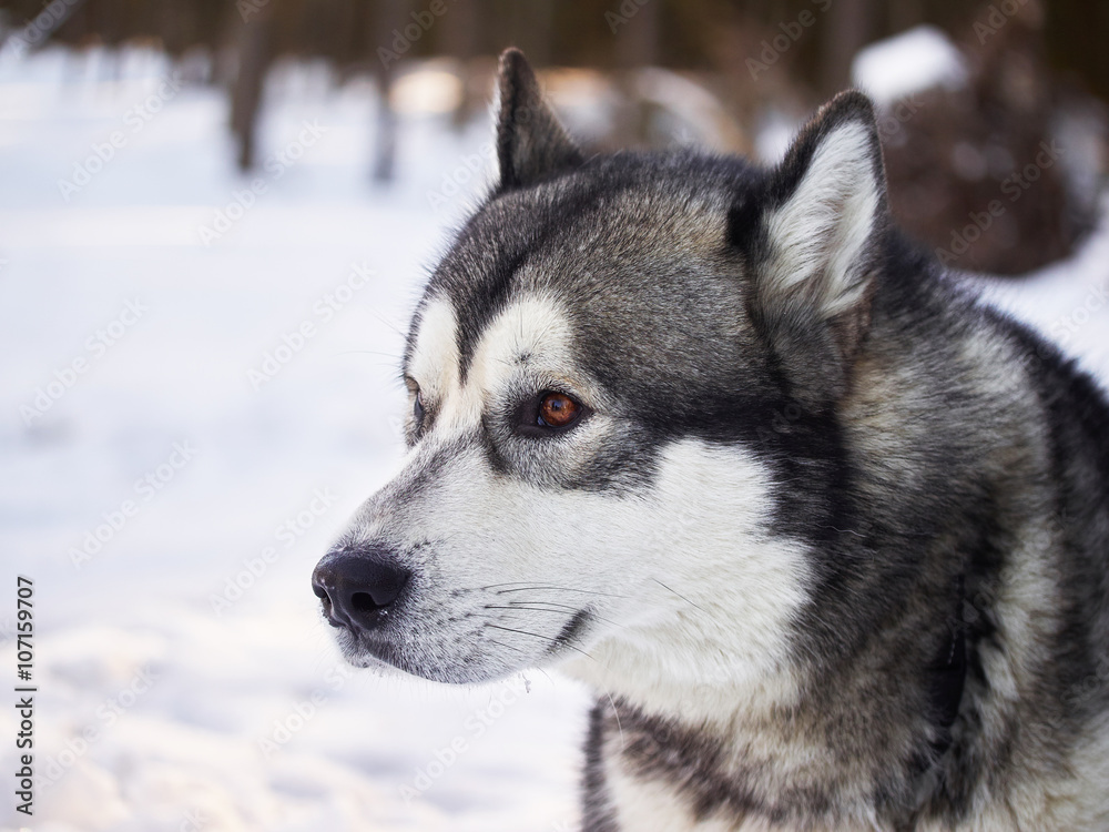 husky in the forest