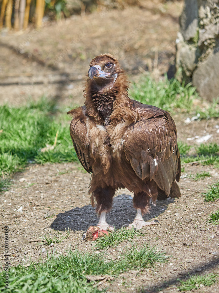 Fototapeta premium vultures in the zoo