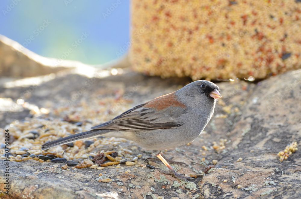 Southwest USA Beautiful Dark-eyed Junco is a medium-sized sparrow with a rounded head a short, stout bill and a fairly long, conspicuous tail. Southwest USA Beautiful Dark-eyed Junco is a medium-sized sparrow with a rounded head a short, stout bill and a fairly long, conspicuous tail.