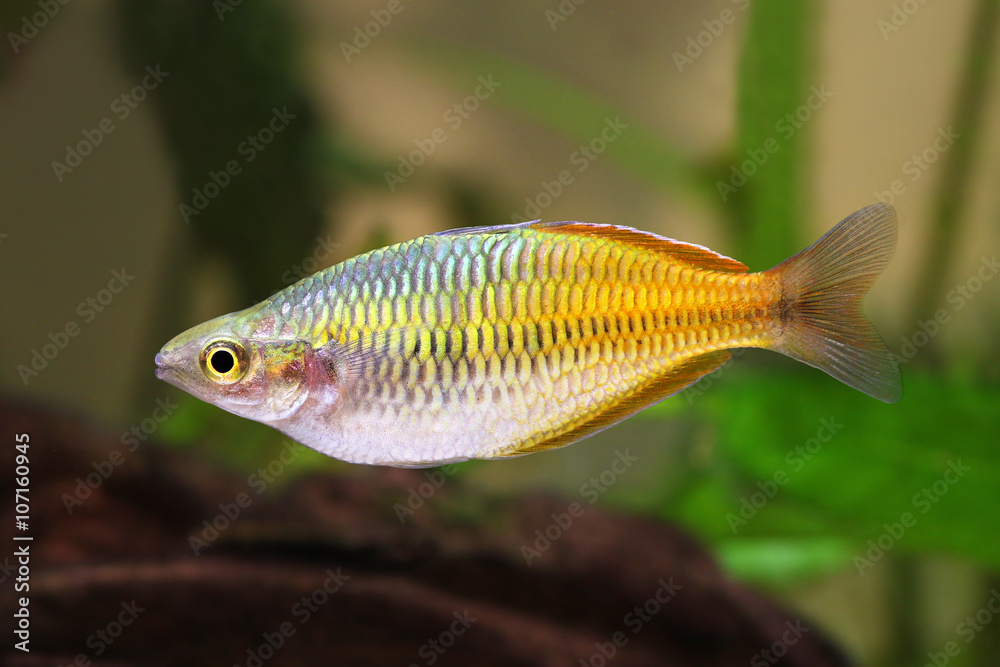 Boeseman's rainbowfish Melanotaenia boese mani tropical aquarium fish Boeseman's rainbowfish Melanotaenia boese mani tropical aquarium fish