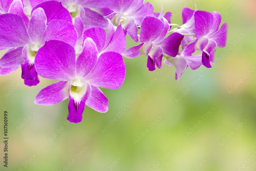 beautiful purple Thai orchid flower on nature abstract bokeh in pastel tone background 