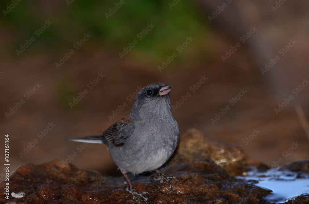 Southwest USA Beautiful Dark-eyed Junco is a medium-sized sparrow with a rounded head a short, stout bill and a fairly long, conspicuous tail. Southwest USA Beautiful Dark-eyed Junco is a medium-sized sparrow with a rounded head a short, stout bill and a fairly long, conspicuous tail.