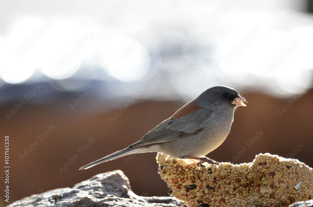 Southwest USA Beautiful Dark-eyed Junco is a medium-sized sparrow with a rounded head a short, stout bill and a fairly long, conspicuous tail. Southwest USA Beautiful Dark-eyed Junco is a medium-sized sparrow with a rounded head a short, stout bill and a fairly long, conspicuous tail.