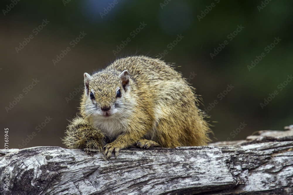 Naklejka premium Smith’s bush squirrel in Kruger National park, South Africa