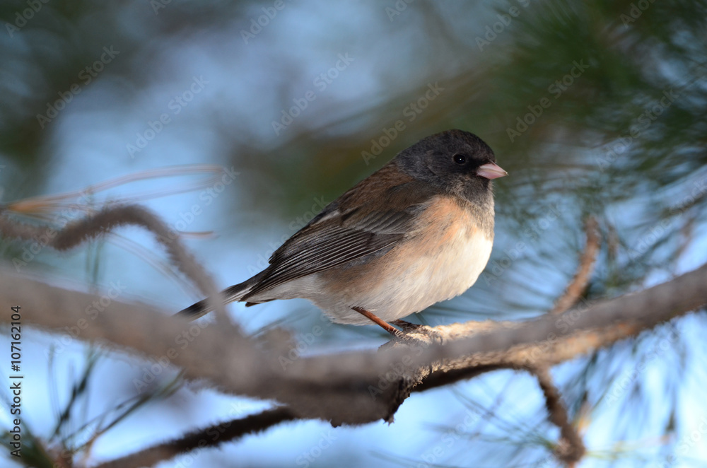 Obraz premium Southwest USA Beautiful Dark-eyed Junco is a medium-sized sparrow with a rounded head a short, stout bill and a fairly long, conspicuous tail.