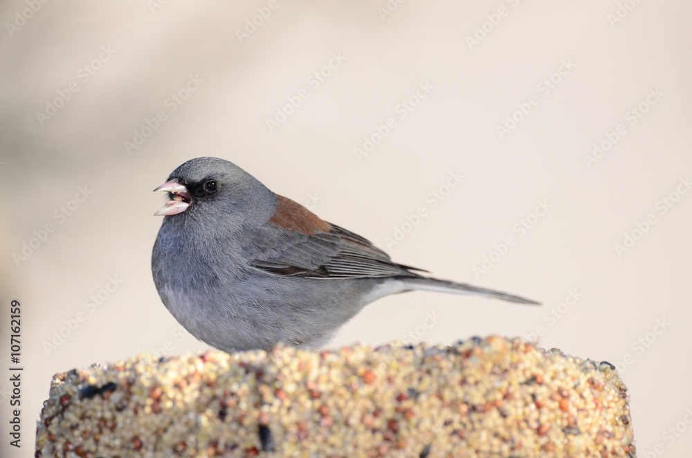 Southwest USA Beautiful Dark-eyed Junco  is a medium-sized sparrow with a rounded head a short, stout bill and a fairly long, conspicuous tail.