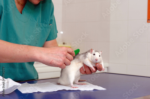 le Rat domestique est un rat élevé en captivité est considérés comme domestiques en vogue dans les foyers en tant que nac