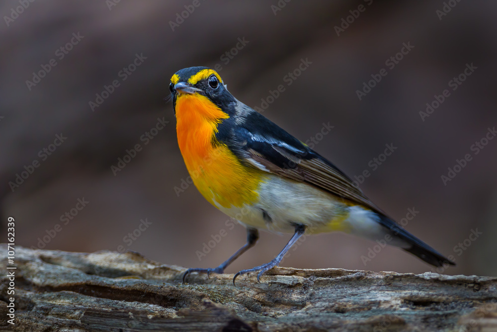 Narcissus flycatcher(Ficedula narcissina) on the wood Narcissus flycatcher(Ficedula narcissina) on the wood