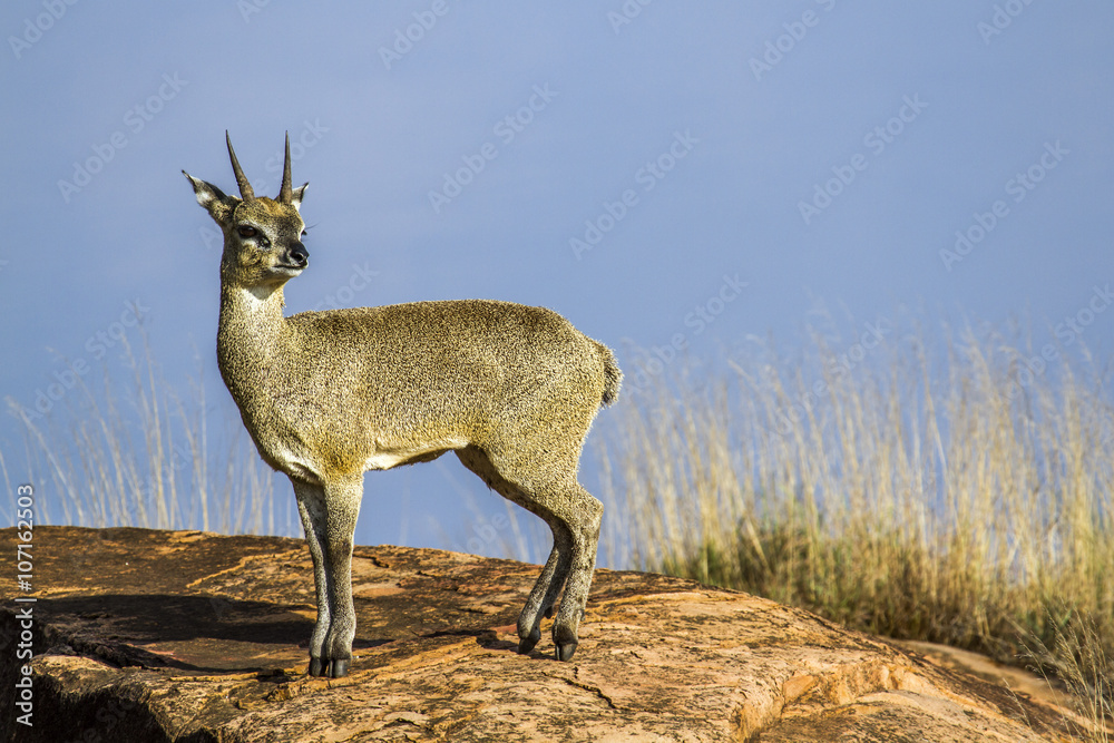 Klipspringer in Kruger National park, South Africa Klipspringer in Kruger National park, South Africa