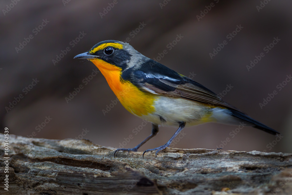 Narcissus flycatcher(Ficedula narcissina) on the wood Narcissus flycatcher(Ficedula narcissina) on the wood