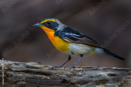 Narcissus flycatcher(Ficedula narcissina) on the wood 