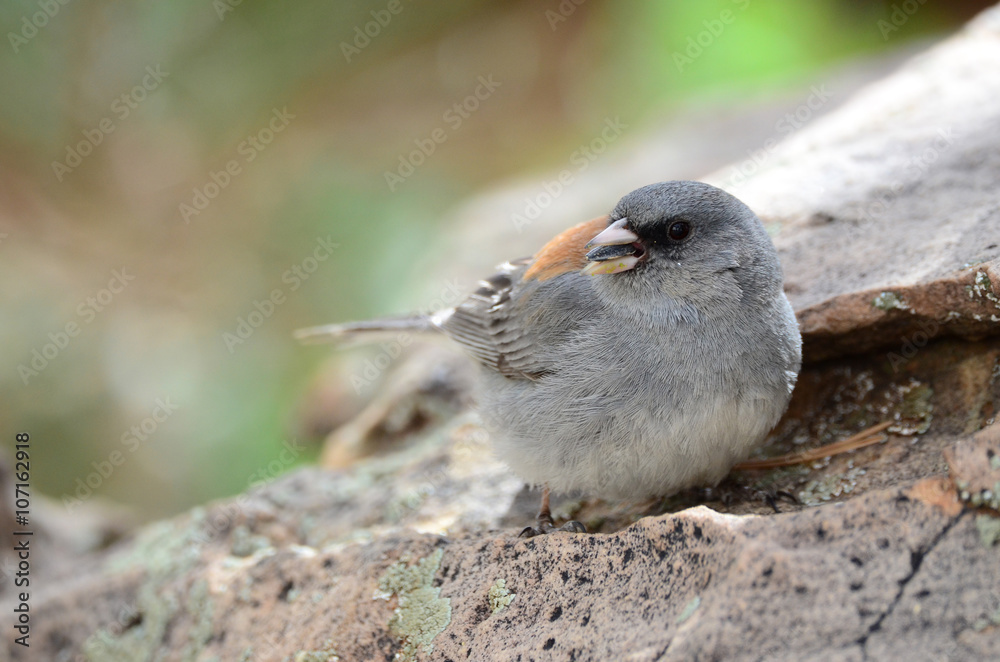 Obraz premium Southwest USA Beautiful Dark-eyed Junco is a medium-sized sparrow with a rounded head a short, stout bill and a fairly long, conspicuous tail.