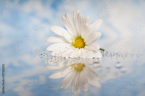 fresh white daisy with water droplets and a reflection